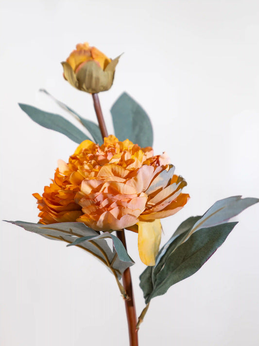 Single Autumn Peony Bloom & Bud