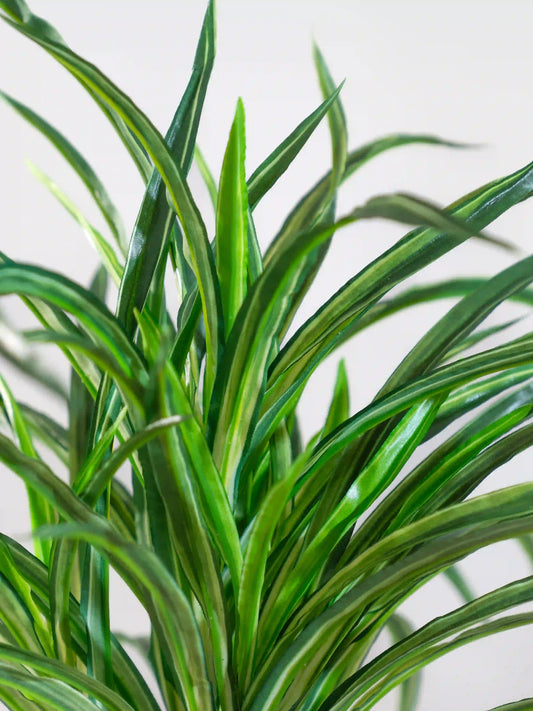 Dracaena Bush