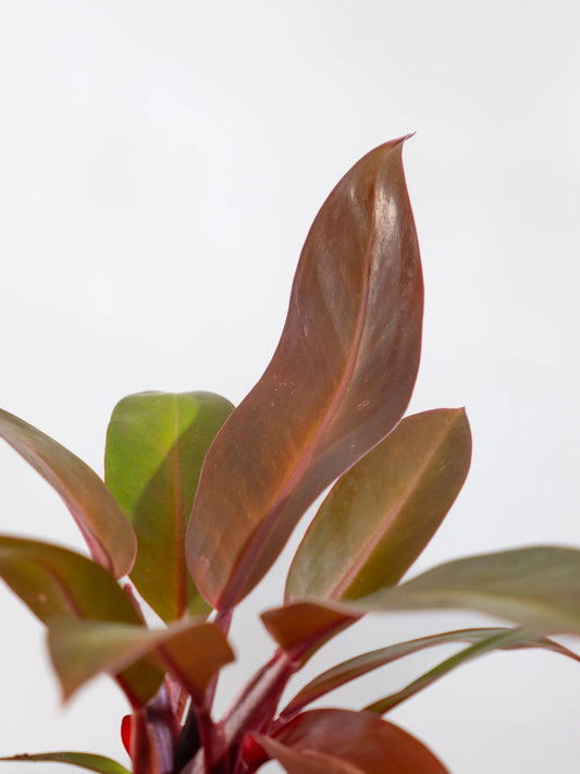 Philodendron Black Cardinal Hybrid