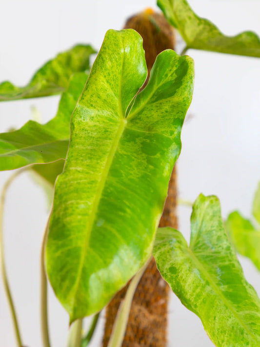 Philodendron Paraiso Verde