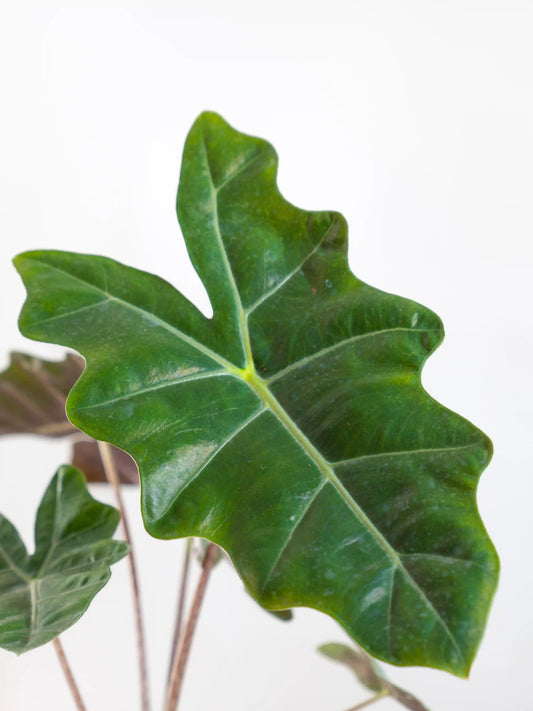 Alocasia Pseudo Sanderiana
