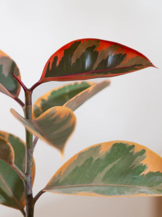 Rubber Plant Variegated