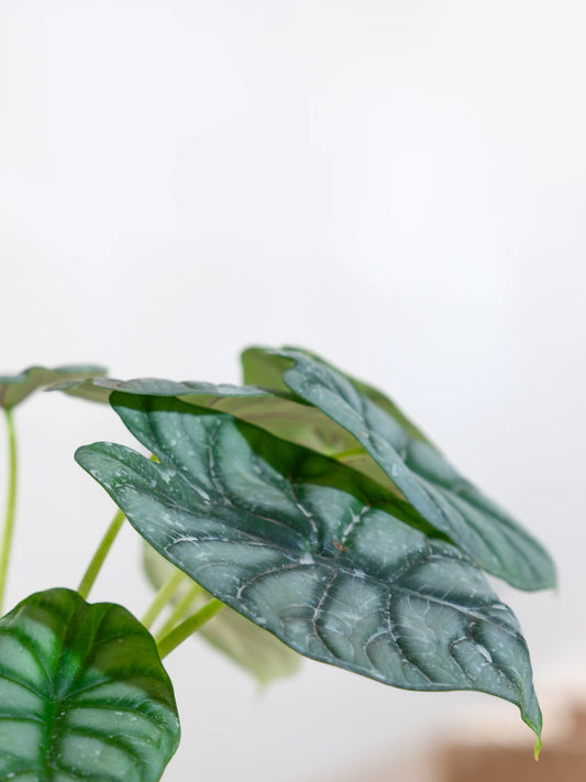 Alocasia Silver Dragon