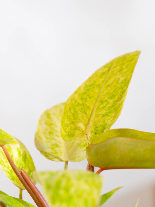 Philodendron Painted Lady