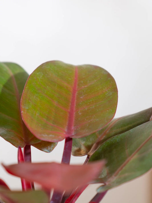 Philodendron Red Sun