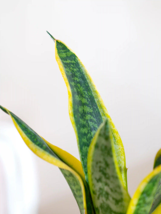 Snake Plant - Sansevieria Superba
