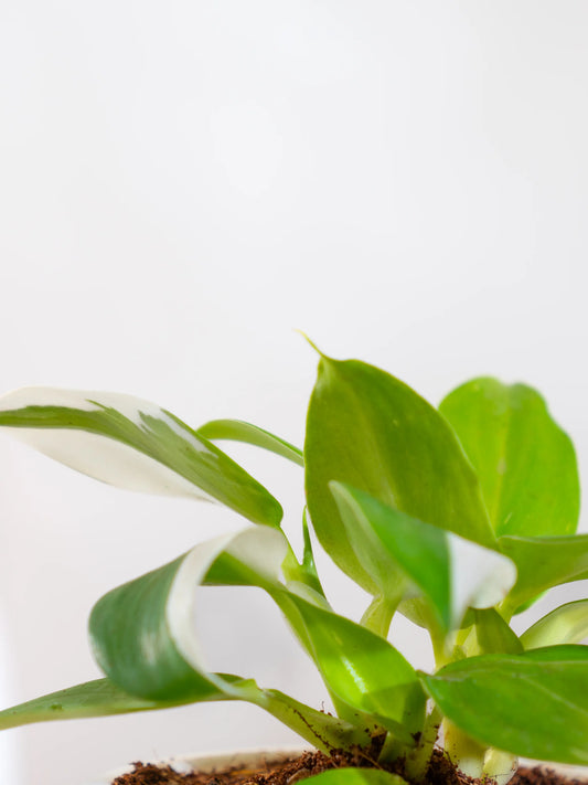 Philodendron White Wizard