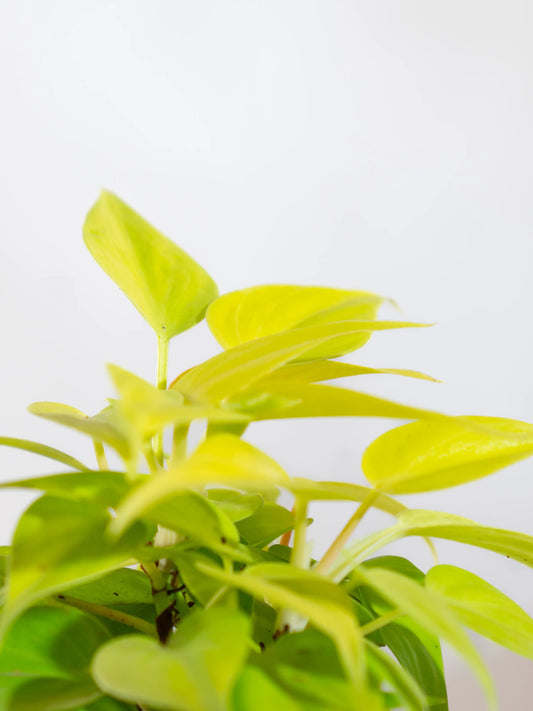 Philodendron Oxycardium Gold