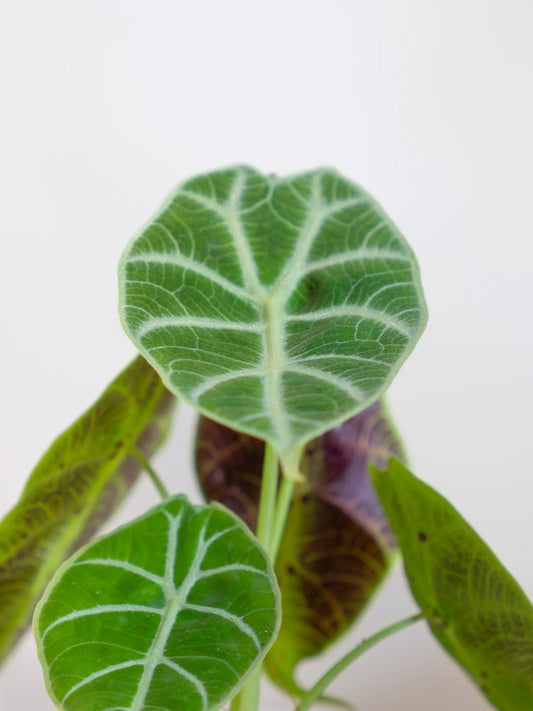Alocasia Watsoniana