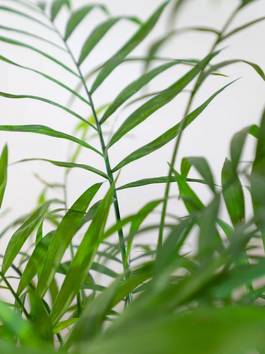 Chamaedorea Palm