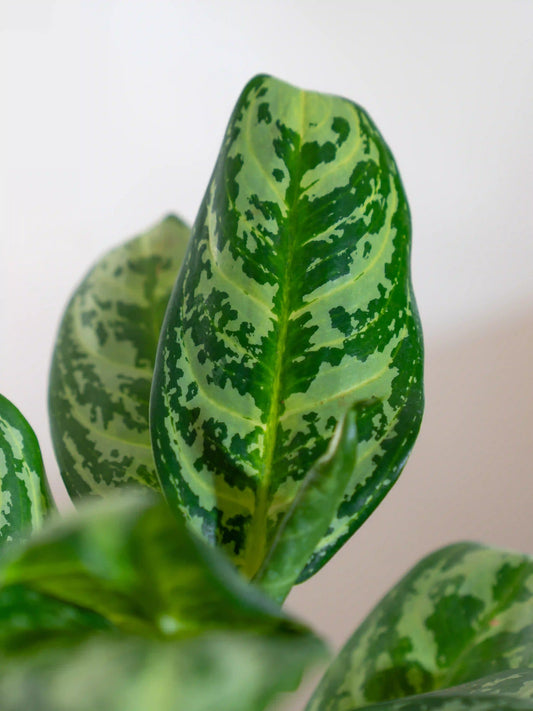Aglaonema Silver Queen