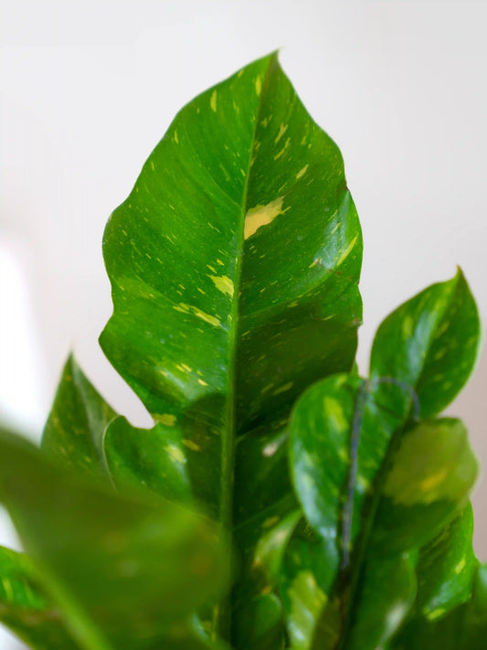 Philodendron Ring of Fire Variegated