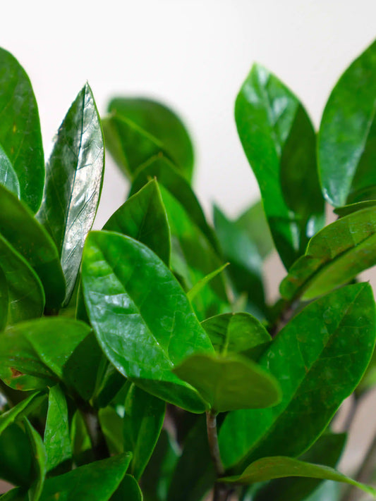 ZZ - Zamioculcas Zamiifolia