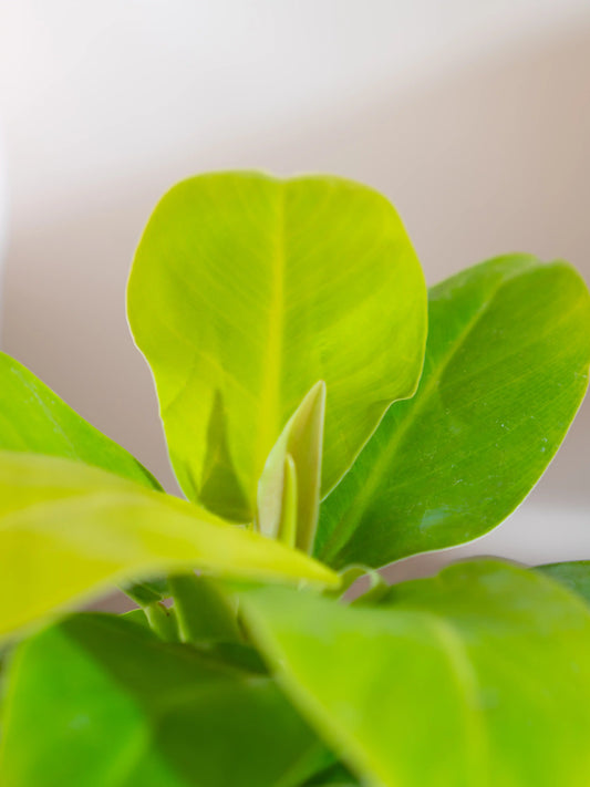 Philodendron Moonshine