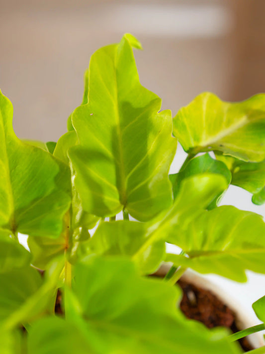 Philodendron Xanadu Golden