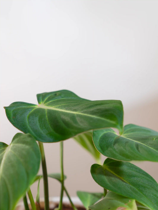 Philodendron Gloriosum