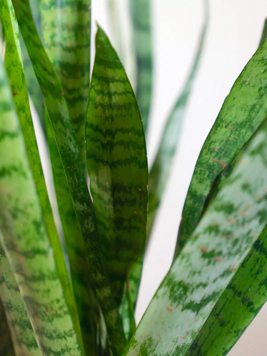 Snake Plant - Sansevieria Zeylanica