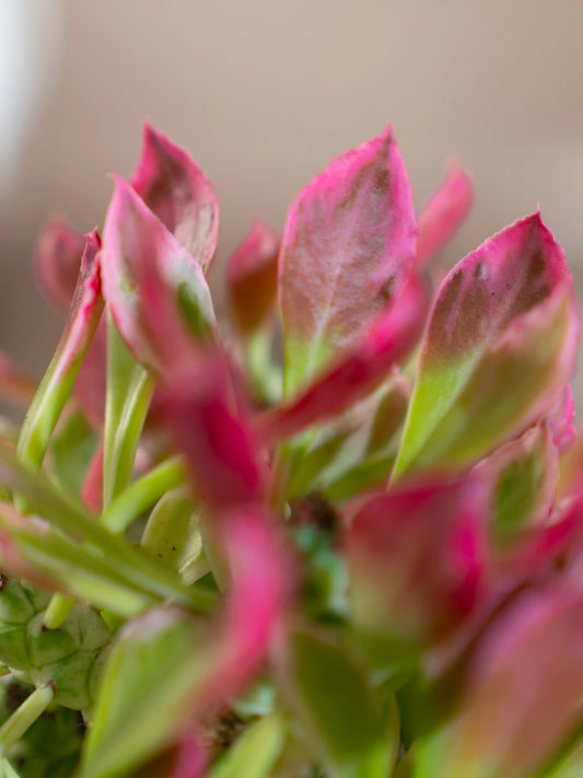 Monoadenium Stapelioides Succulent