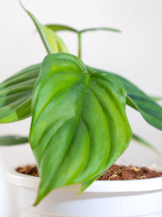 Philodendron Brandtianum