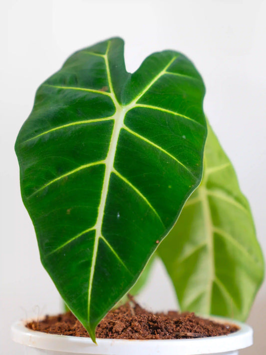 Alocasia Frydek