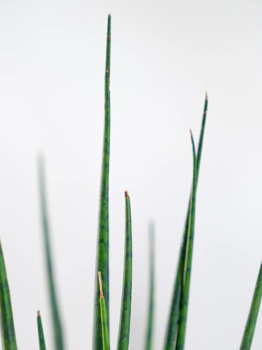Snake Plant - Sansevieria Fernwood