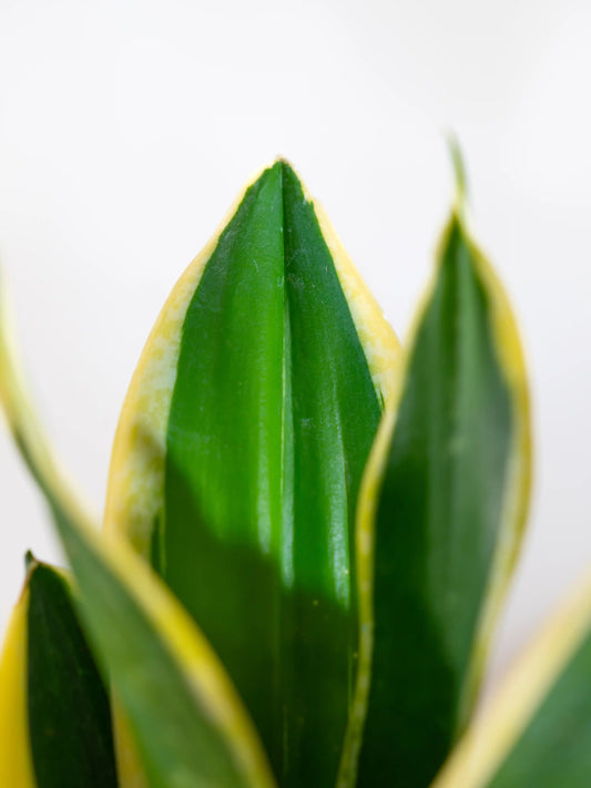 Snake Plant - Sansevieria Black Jack