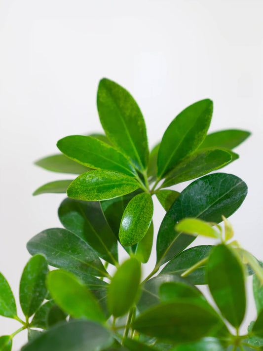 Green Schefflera