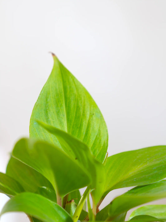 Homolomena Sunshine Gem