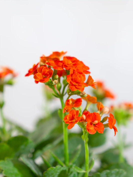 Kalanchoe