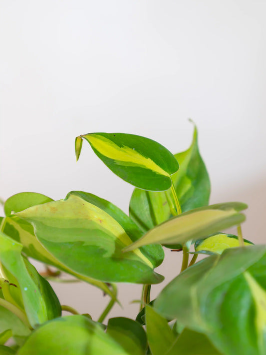 Philodendron Brasil Oxycardium Green Variegated