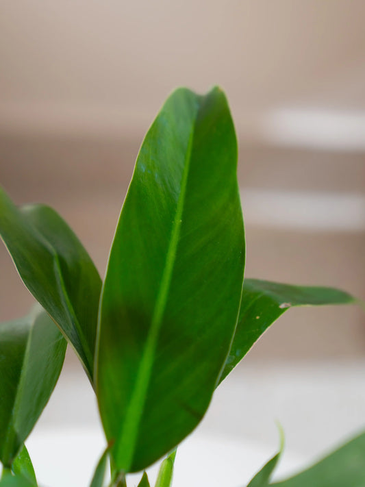 Philodendron Little Phil