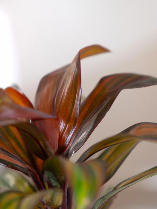 Cordyline Fruticosa Ruby