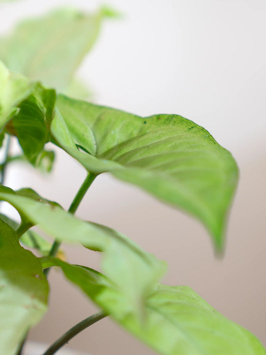 White Syngonium