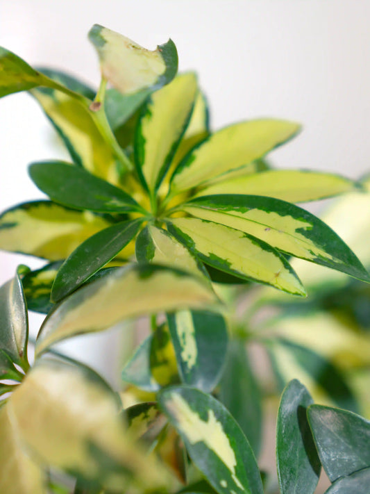 Schefflera Variegated