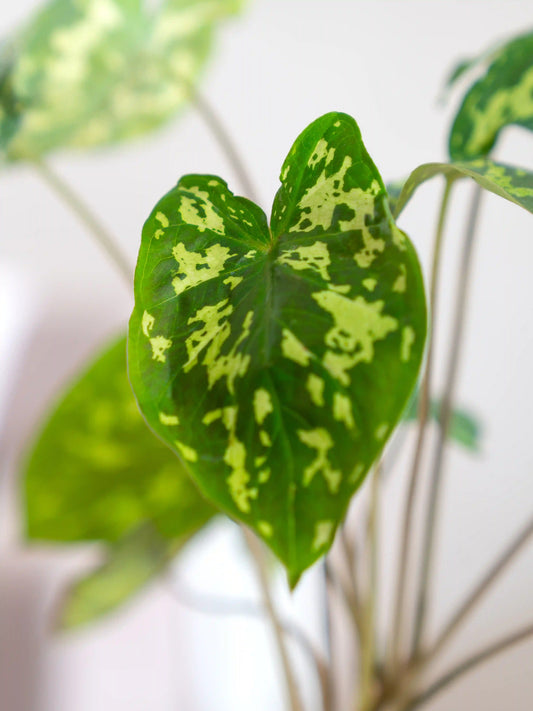 Alocasia Hilo Beauty