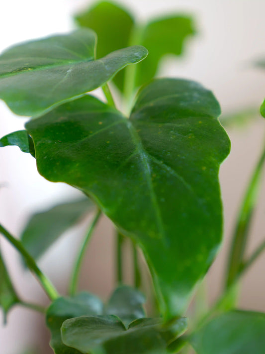 Philodendron Xanadu