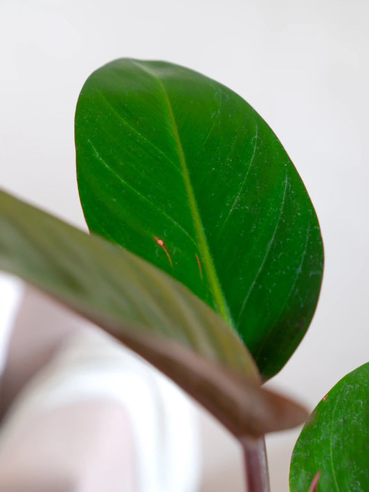 Philodendron Red Congo