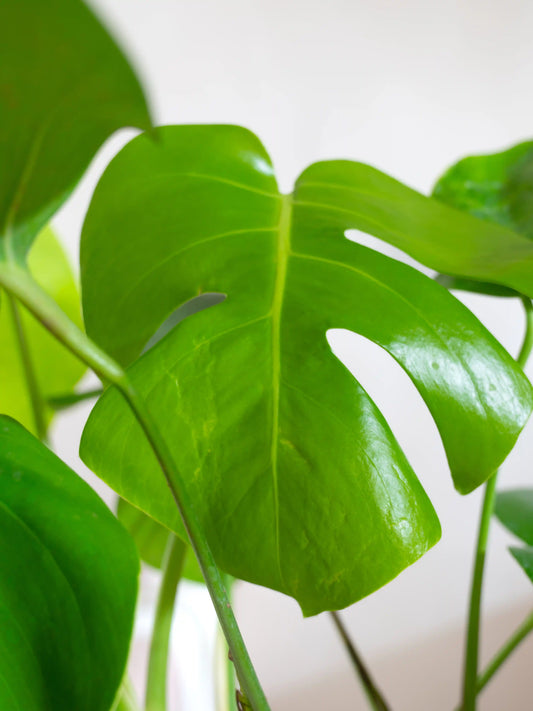 Monstera Deliciosa