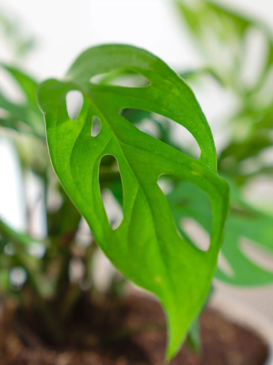 Broken Heart Monstera