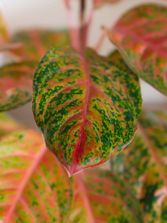 Aglaonema Prestige