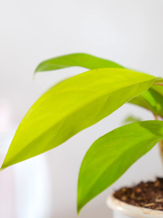 Philodendron Ceylon Gold