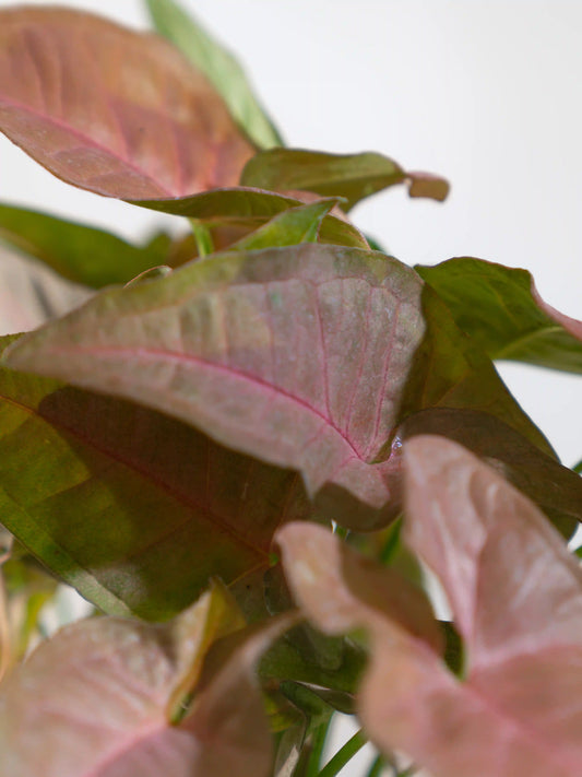 Syngonium Pink