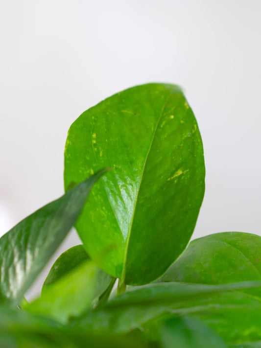 Money Plant Green Variegated