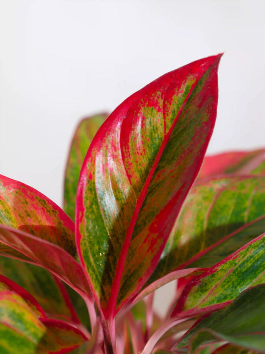 Aglaonema Red