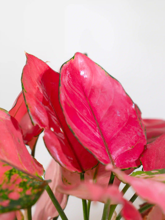 Aglaonema Thai Pink