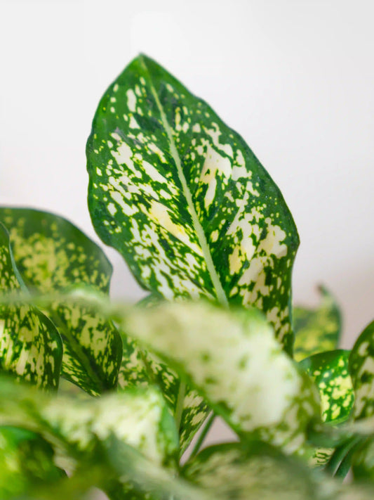 Aglaonema Snow White