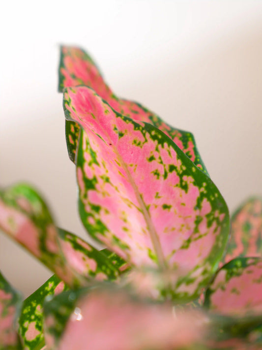 Aglaonema Pink Beauty
