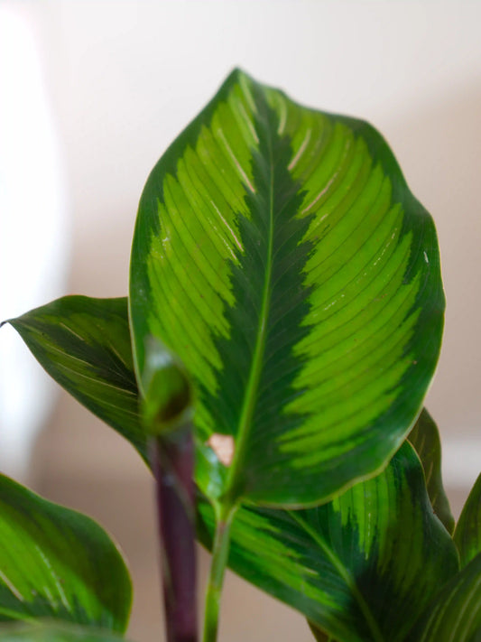 Calathea Pin Stripe