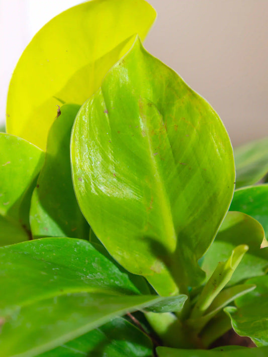 Philodendron Melonii Gold