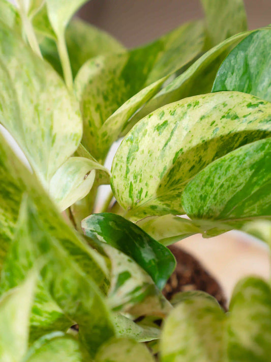 Marble Queen Money Plant